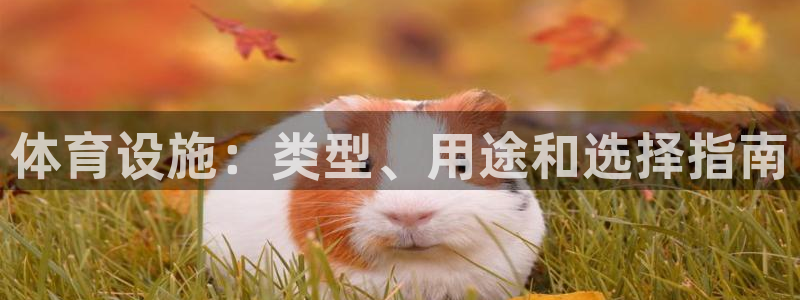 意昂3娱乐平台：体育设施：类型、用途和选择指南